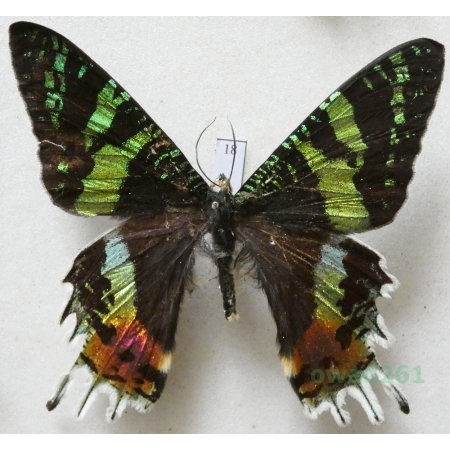 Chrysiridia rhipheus (Drury, 1773) Madagascar 73mm18
